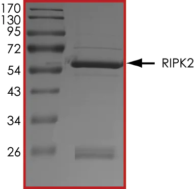 SDS-PAGE - Recombinant human RIP2 protein (GST tag N-Terminus) (AB60879)