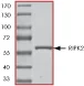 SDS-PAGE - Recombinant human RIP2 protein (GST tag N-Terminus) (AB60879)