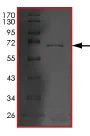 SDS-PAGE - Recombinant Human RIPK4 protein (AB203541)