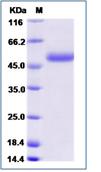 SDS-PAGE - Recombinant Human RISC protein (His tag) (AB276579), expandable thumbnail