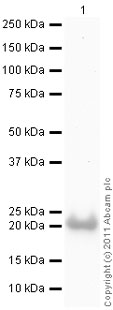 Western blot - Recombinant Human RKIP protein (AB87892)