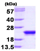 SDS-PAGE - Recombinant Human RKIP protein (Tag Free) (AB87892)