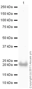 Western blot - Recombinant Human RKIP protein (Tag Free) (AB87892)