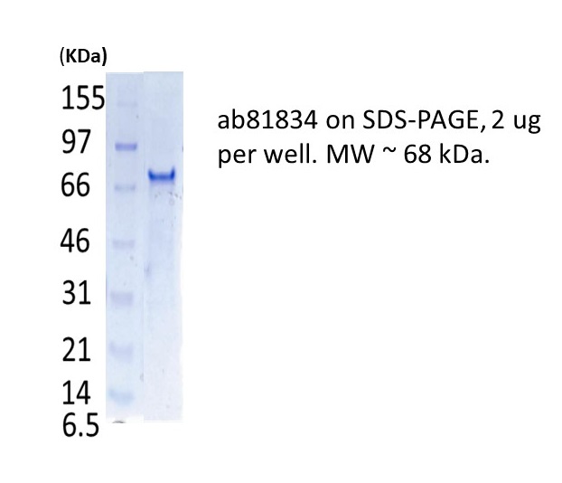 SDS-PAGE - Recombinant Human RNA polymerase II CTD repeat YSPTSPS protein (AB81834)