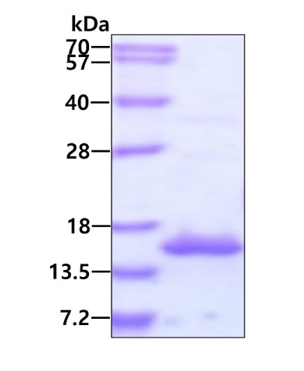 SDS-PAGE - Recombinant Human RNA polymerase II RPB11 protein (His tag N-Terminus) (AB134594)