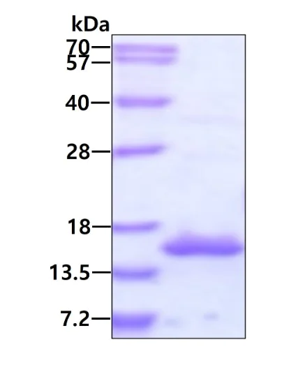 SDS-PAGE - Recombinant Human RNA polymerase II RPB11 protein (His tag N-Terminus) (AB134594)