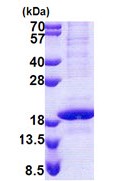 SDS-PAGE - Recombinant Human RNA polymerase II RPB4 protein (denatured) (His tag N-Terminus) (AB168087)