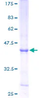 SDS-PAGE - Recombinant Human RNASE6 protein (GST tag N-Terminus) (AB159359)