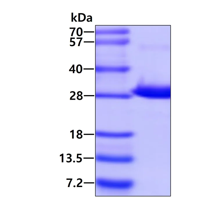 SDS-PAGE - Recombinant Human RND1 protein (AB109840)