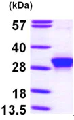 SDS-PAGE - Recombinant Human RND3 protein (AB97952)