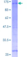 SDS-PAGE - Recombinant Human RNF10 protein (GST tag N-Terminus) (AB160715)