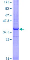 SDS-PAGE - Recombinant Human RNF121 protein (GST tag N-Terminus) (AB163056)