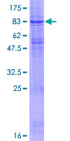 SDS-PAGE - Recombinant Human RNF128/GRAIL protein (GST tag N-Terminus) (AB164040)