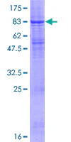 SDS-PAGE - Recombinant Human RNF128/GRAIL protein (GST tag N-Terminus) (AB164040)