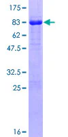 SDS-PAGE - Recombinant Human RNF146 protein (GST tag N-Terminus) (AB153534)