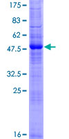 Recombinant Human RNF186 protein