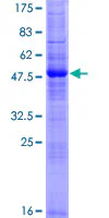 SDS-PAGE - Recombinant Human RNF186 protein (GST tag N-Terminus) (AB162777)