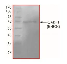 SDS-PAGE - Recombinant human RNF34 protein (Active) (GST tag N-Terminus) (AB268946)