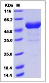 SDS-PAGE - Recombinant human RNF43 protein (Fc Chimera) (AB276721)
