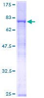 SDS-PAGE - Recombinant Human RNF8 protein (GST tag N-Terminus) (AB131927)