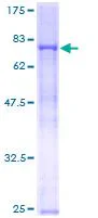 SDS-PAGE - Recombinant Human RNF8 protein (GST tag N-Terminus) (AB131927)