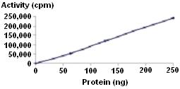 Functional Studies - Recombinant human ROCK1 protein (GST tag N-Terminus) (AB51415)
