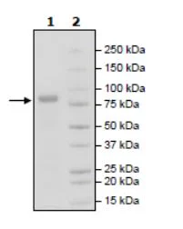 SDS-PAGE - Recombinant Human ROR2 protein (Avi tag C-Terminus + Fc tag C-Terminus) (AB271806)