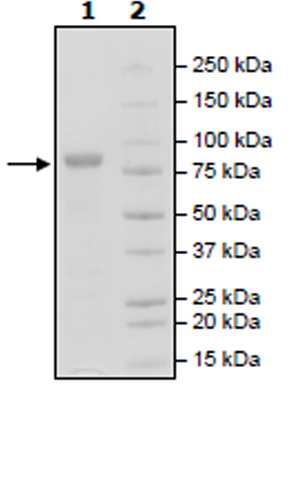 SDS-PAGE - Recombinant Human ROR2 protein (Tagged) (Biotin) (AB271735), expandable thumbnail