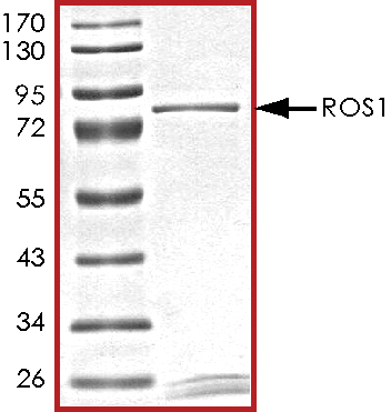 SDS-PAGE - Recombinant human ROS1 protein (AB125624), expandable thumbnail