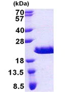 SDS-PAGE - Recombinant Human RPAIN protein (His tag N-Terminus) (AB168078)