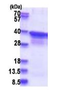 SDS-PAGE - Recombinant Human RPB3 protein (His tag N-Terminus) (AB181910)