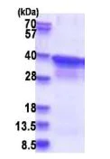 SDS-PAGE - Recombinant Human RPB3 protein (His tag N-Terminus) (AB181910)