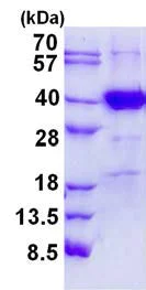 SDS-PAGE - Recombinant Human RPC39 protein (His tag N-Terminus) (AB139235)