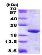 SDS-PAGE - Recombinant Human RPL12 protein (His tag N-Terminus) (AB140558)