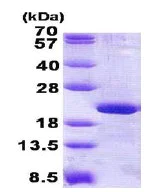 SDS-PAGE - Recombinant Human RPL12 protein (His tag N-Terminus) (AB140558)