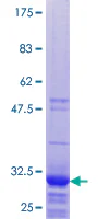 SDS-PAGE - Recombinant Human RPL32P3 protein (GST tag N-Terminus) (AB165362)