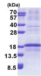 SDS-PAGE - Recombinant Human RPL34 protein (denatured) (AB171711), expandable thumbnail