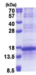 SDS-PAGE - Recombinant Human RPL35A protein (denatured) (His tag N-Terminus) (AB171702)