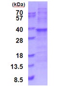 SDS-PAGE - Recombinant Human RPL7A protein (denatured) (AB187474), expandable thumbnail