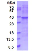 SDS-PAGE - Recombinant Human RPL7A protein (denatured) (AB187474)