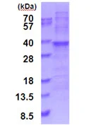 SDS-PAGE - Recombinant Human RPL7A protein (denatured) (His tag N-Terminus) (AB187474)