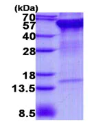 SDS-PAGE - Recombinant Human RPN2 protein (His tag N-Terminus) (AB139620)