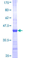 Recombinant Human RPP29 protein
