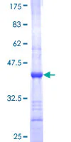 SDS-PAGE - Recombinant Human RPP29 protein (GST tag N-Terminus) (AB161151)
