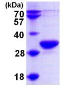 SDS-PAGE - Recombinant Human RPP30 protein (AB102557)