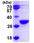 SDS-PAGE - Recombinant Human RPP30 protein (His tag N-Terminus) (AB102557)