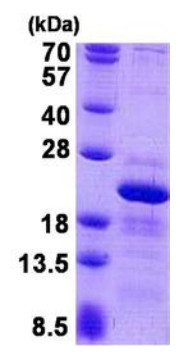 SDS-PAGE - Recombinant Human RPS10 protein (AB140736)