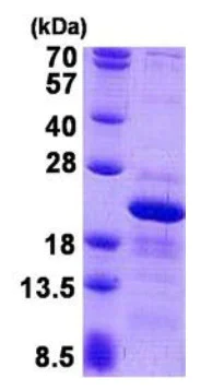 SDS-PAGE - Recombinant Human RPS10 protein (His tag N-Terminus) (AB140736)