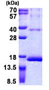 SDS-PAGE - Recombinant Human RPS12 protein (His tag N-Terminus) (AB156744)