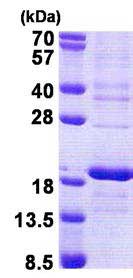 SDS-PAGE - Recombinant Human RPS16 protein (denatured) (AB167882), expandable thumbnail
